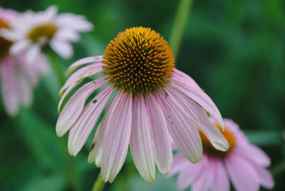 Close-up of pink flower