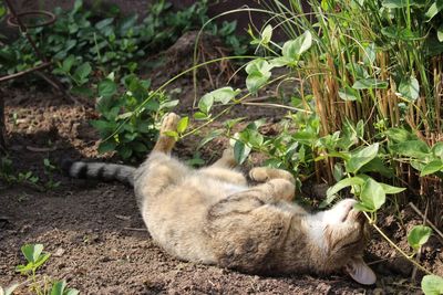 Close-up of cat sleeping by plants