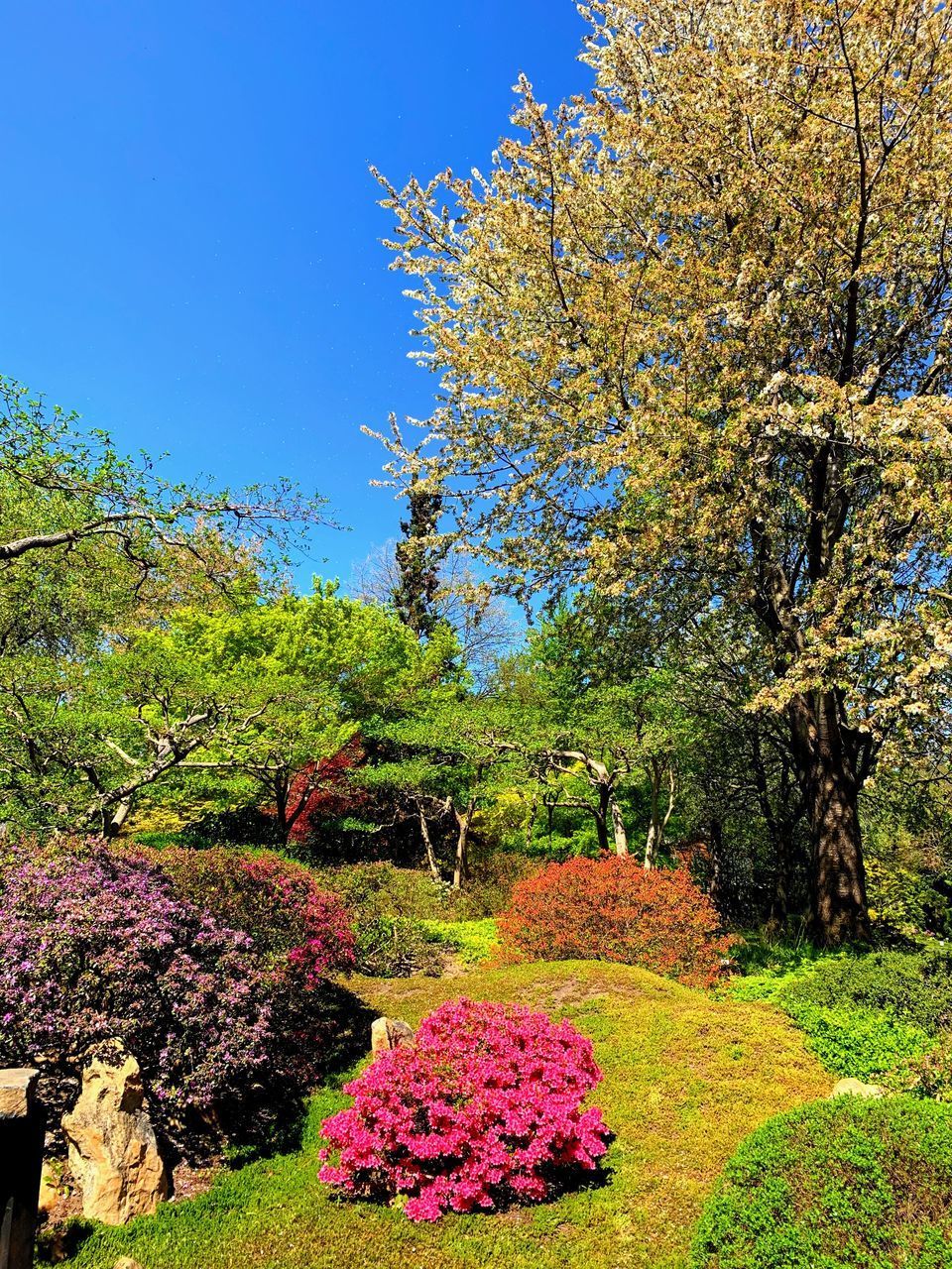 PINK CHERRY BLOSSOM IN PARK