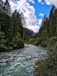 Scenic view of river stream amidst trees in forest against sky