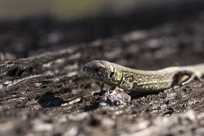 Close-up of lizard