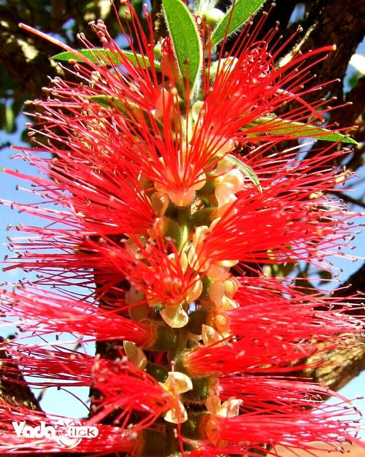 CLOSE-UP OF RED FLOWER AGAINST BLURRED BACKGROUND