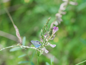 Close-up of butterfly pollinating on purple flower