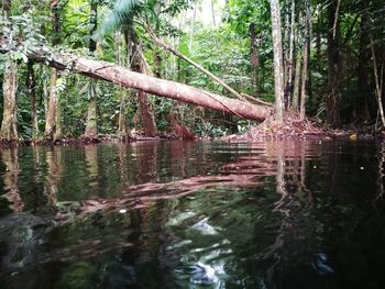 Scenic view of lake in forest