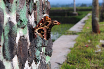 Close-up of animal skull on tree trunk