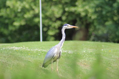 View of a bird on field