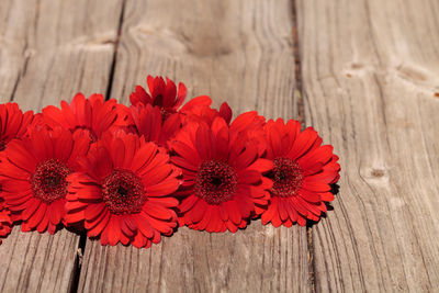 Close-up of red flowers