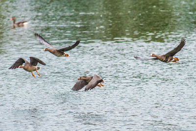 Birds flying over lake