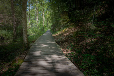 Idyllic wooden hiking trail in the woods of the mullerthal region,  luxembourg