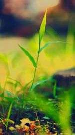 Close-up of plant growing on field