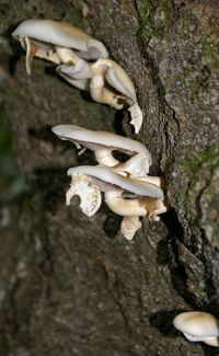 Close-up of fungus growing on tree trunk