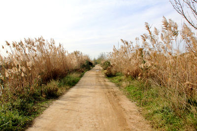 Dirt road amidst plants and trees against sky