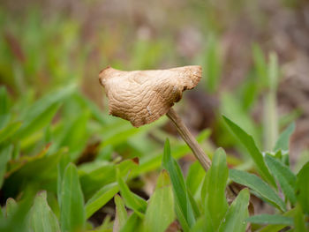 Close-up of mushroom growing on field