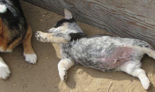 High angle view of dog relaxing outdoors