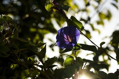 Low angle view of flowers blooming on tree