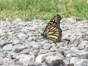 Close-up of butterfly