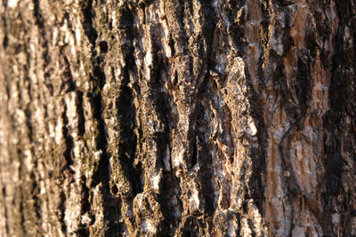 Full frame shot of tree trunk