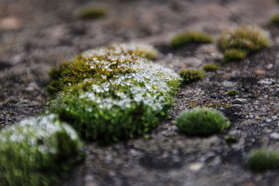 Close-up of plants