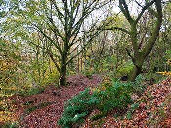 Trees in forest