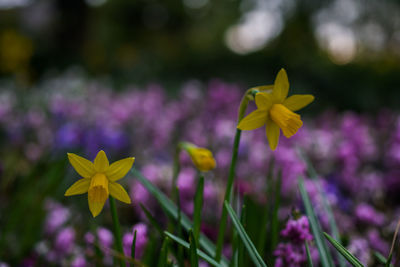 Close-up of yellow flowers blooming outdoors