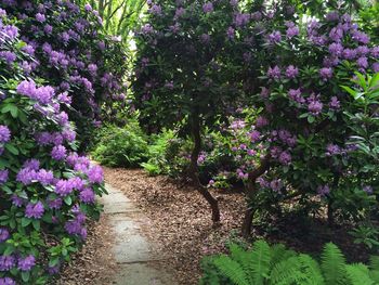 Purple flowers in bloom