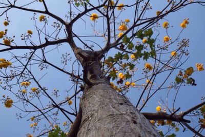 Low angle view of tree against sky