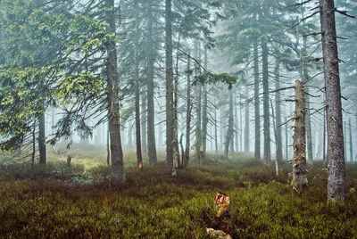 Pine trees in forest