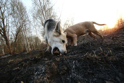 View of dog on field