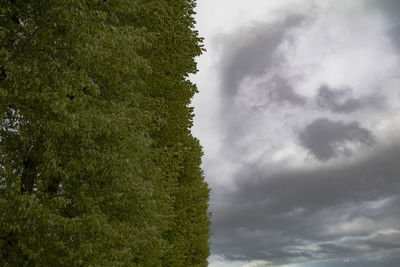 Low angle view of trees against sky