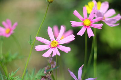 Close-up of purple flowers blooming outdoors