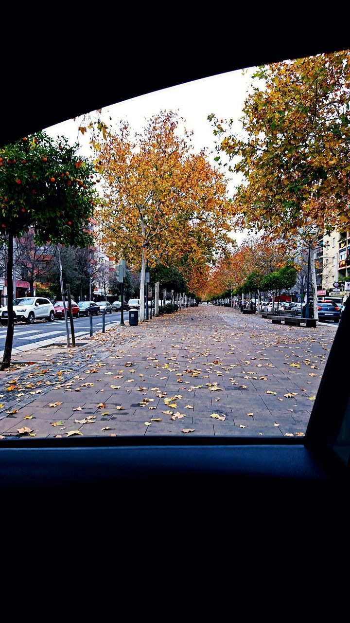 CLOSE-UP OF AUTUMN TREES