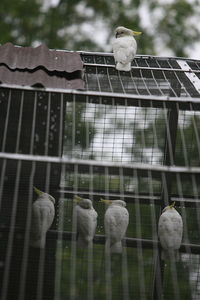 Sulphur crested cockatoo perching in cage