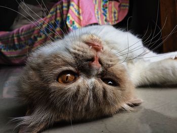Close-up portrait of a cat