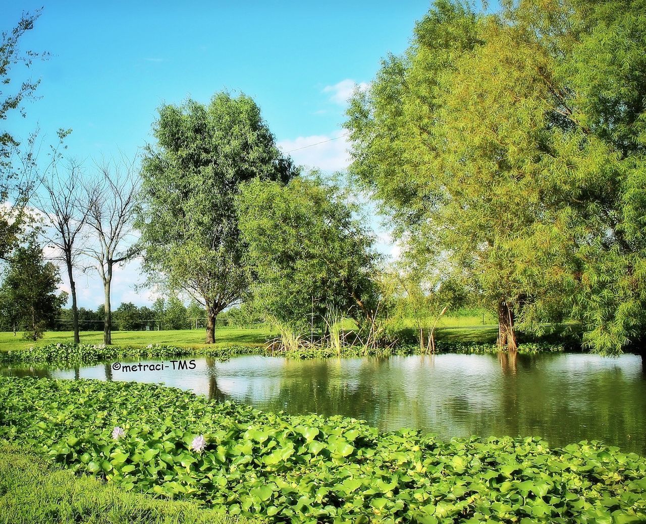 VIEW OF LAKE WITH TREES IN BACKGROUND