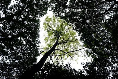 Low angle view of trees against sky