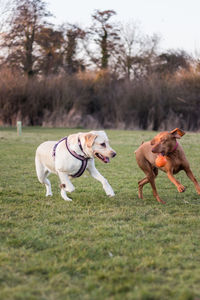 Two dogs playing on grass area