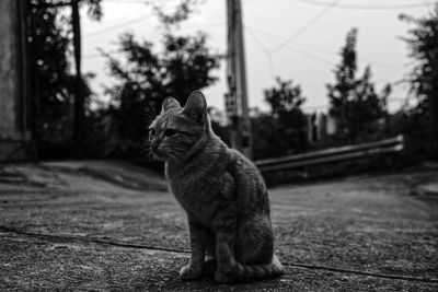 Close-up of a cat looking away