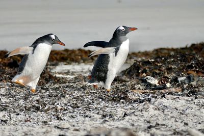 View of birds on land