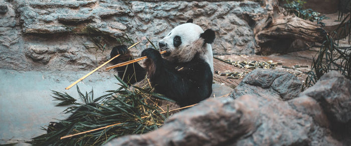 View of panda on rock