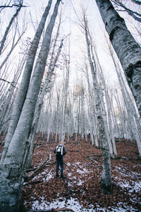 Rear view of man standing on snow covered trees in forest