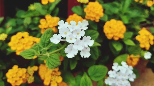 Close-up of white flowering plants in park
