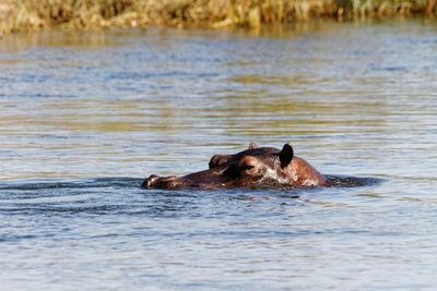 View of dog swimming in lake