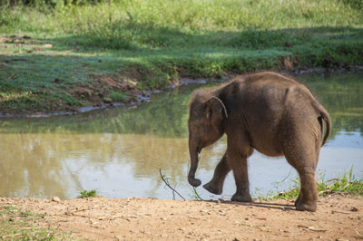 Side view of elephant drinking water