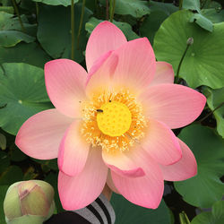 Close-up of pink water lily