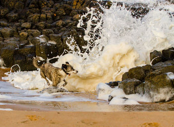 Dog running while waves splashing on rocks at beach