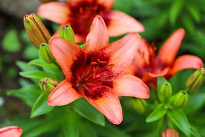 Close-up of red lily