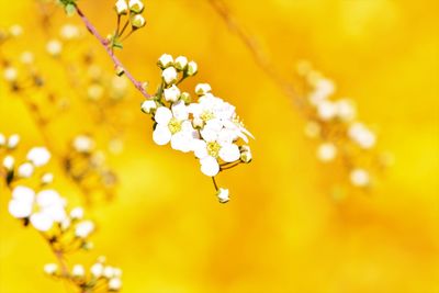 Close-up of white cherry blossom plant