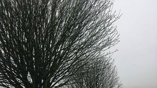 Low angle view of bare trees