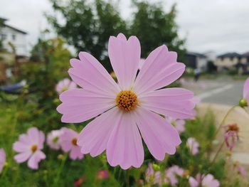 Close-up of pink cosmos flower