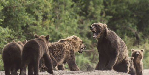 Grizzly bears in forest